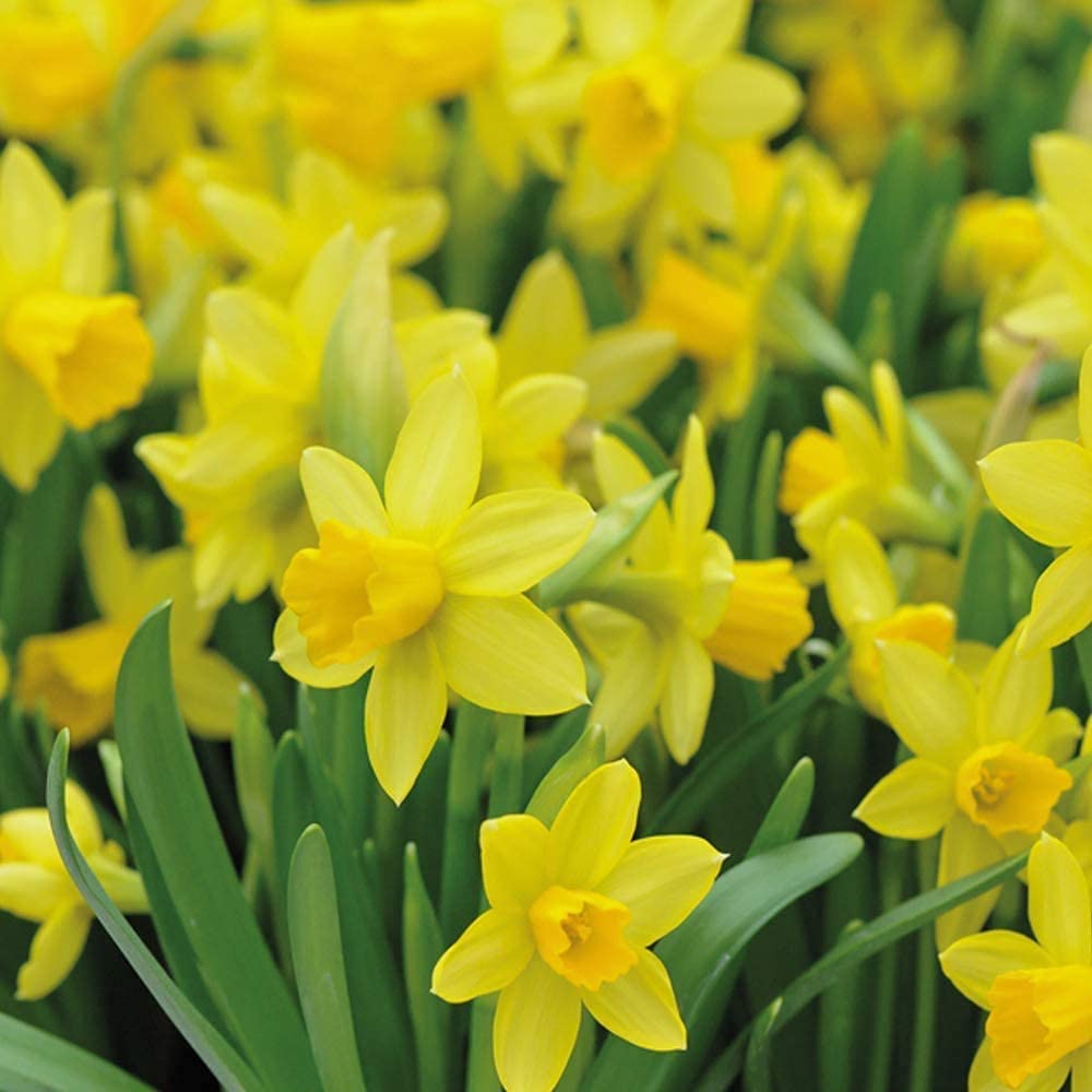 100 Daffodil 'Tete-a-Tete' Spring Bulbs – Dwarf Hardy Plants with Bright Yellow Trumpet Flowers | Low Maintenance & Easy to Grow | Ideal for Vibrant Spring Gardens by Thompson & Morgan
