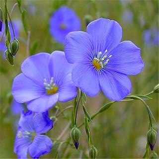 Blue Flax Flower Seeds 40pcs Linum lewisii Malvaceae Hibiscus Cannabinus Organic Fresh Massive Flowering Easy to Grow Flower Plants Seeds for Planting Garden Yard Decor