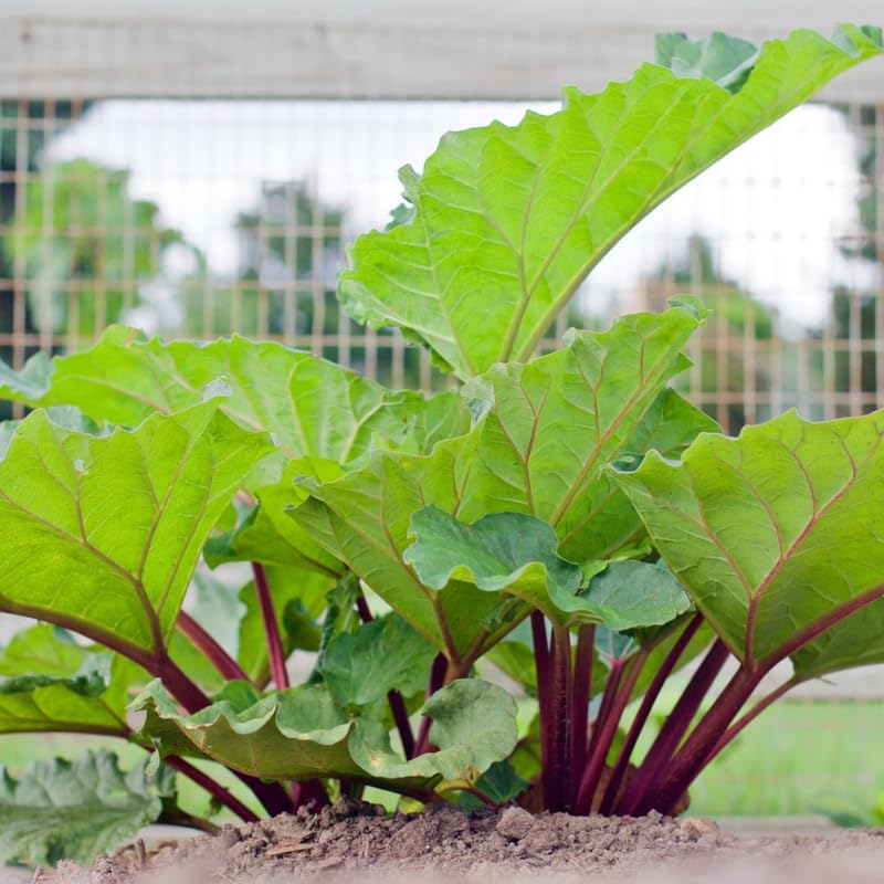 Rhubarb Plant, Set 5 Rhubarb Plants Live Roots, Live Rhubarb Roots for Planting, Heirloom Bareroot, Starter Small Root 4 to 8 Inch