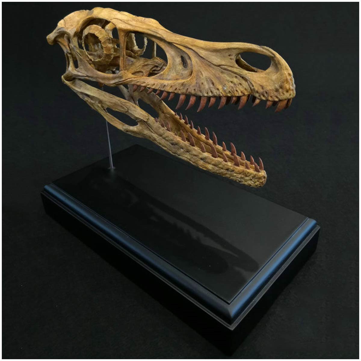 Amazon.co.jp: 恐竜の頭蓋骨モデル - リアルなヴェロキラプトルの