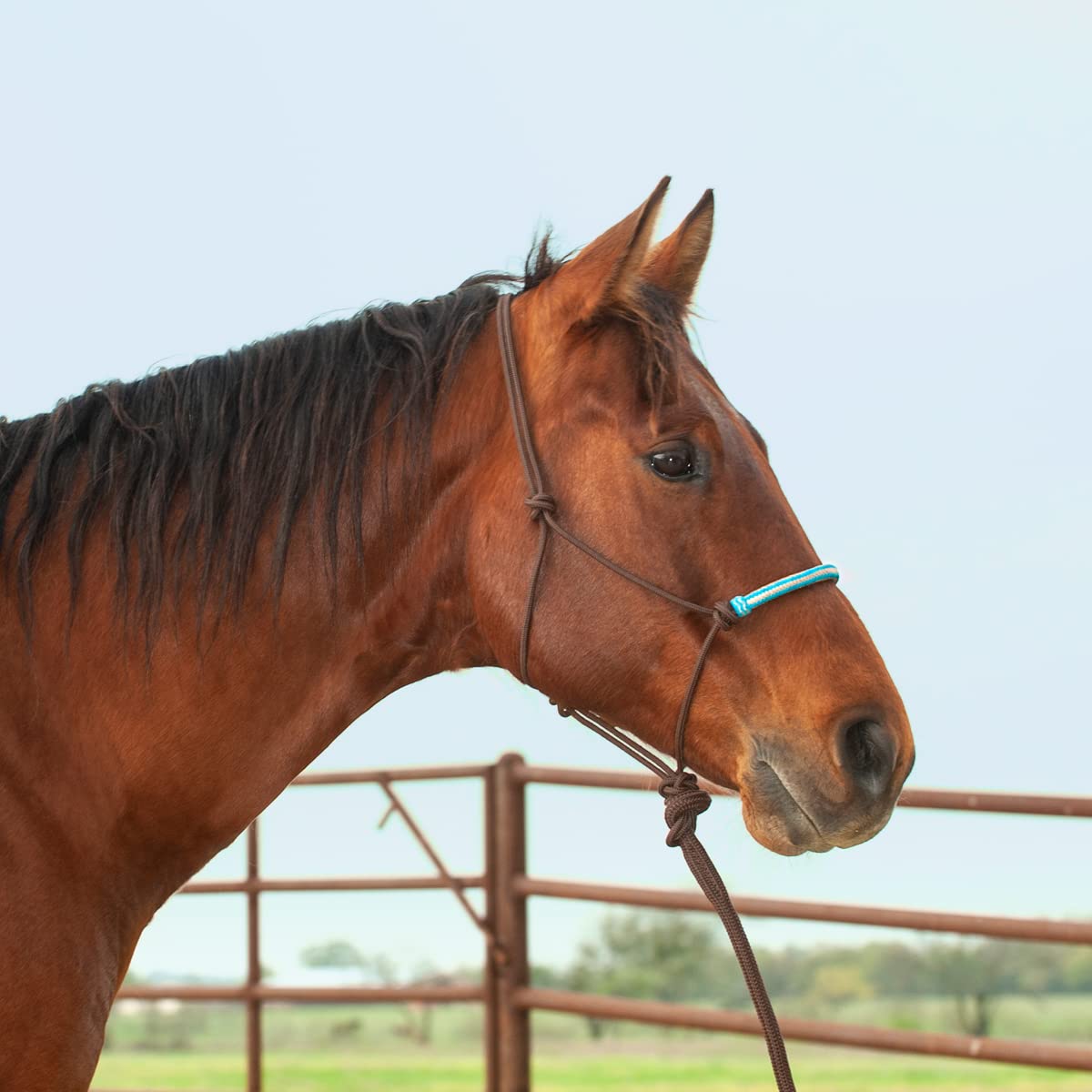 Classic Equine Braided Rawhide Noseband Rope Halter with 8 Foot Lead Rope BRWN/Turq/Gold