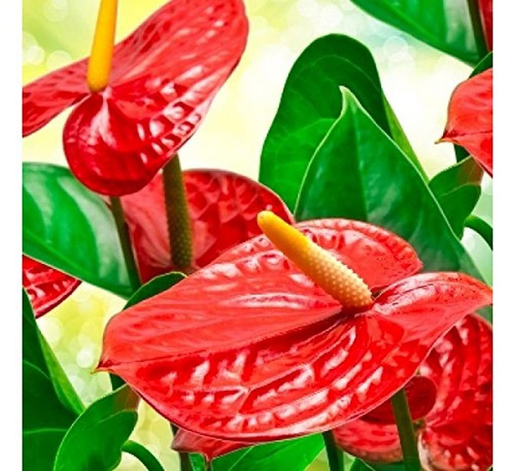 See full amazon price history chart for Creative Farmer Anthurium Red - Flamingo Flower Laceleaf Tailflower Live Plant Out Door Plants Red_Anthurium (Healthy Plant) Creative Farmer Anthurium Red - Flamingo Flower Laceleaf Tailflower Live Plant Out Door Plants Red_Anthurium (Healthy Plant) (B09HCPVKD2) Amazon Price History, Amazon Price Tracker