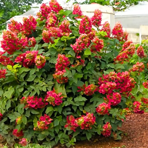 Hydrangea Plant Live, Blooming Garden Bush Hardy Hydrangea Shrub, Vibrant Flowering Plant Indoor Outdoor Well-Rooted 5-9 Inc Tall, Stater Plant (Ruby Slipper)