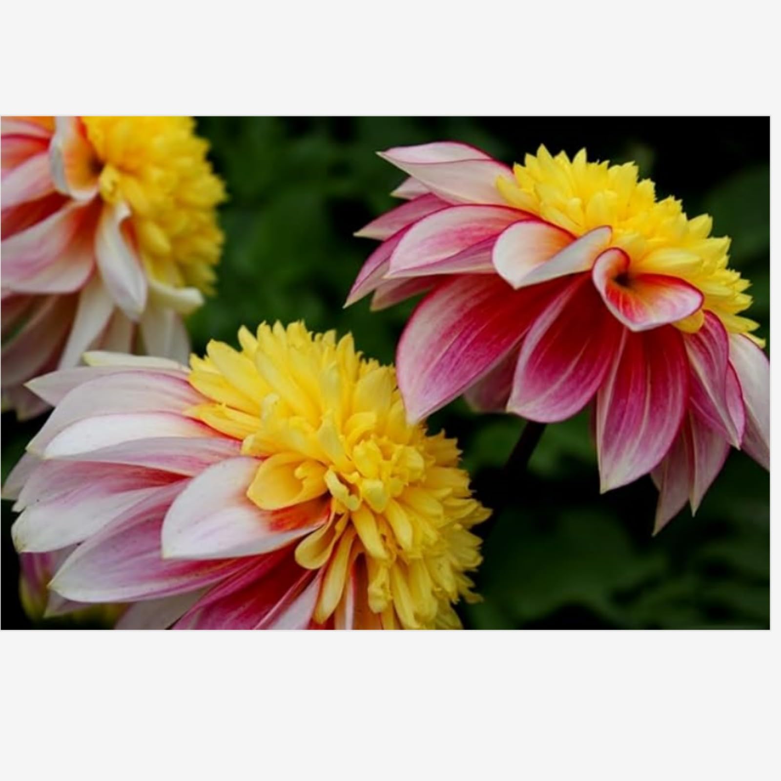 Dahlia Bulbs Mix for Planting Now UK,Hardy Perennial,Strong Plants That Grow Well,Dahlia tubers Bulk,Wedding Flowers,Beauty of Garden,Gift Ready-8bulbs-G
