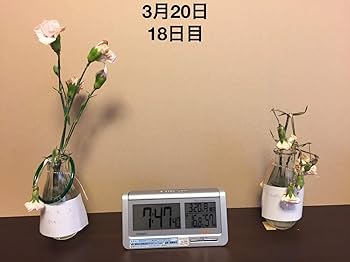 Amazon.co.jp: 高波動液入りヴァルナチューブ 首用（ジョイント式