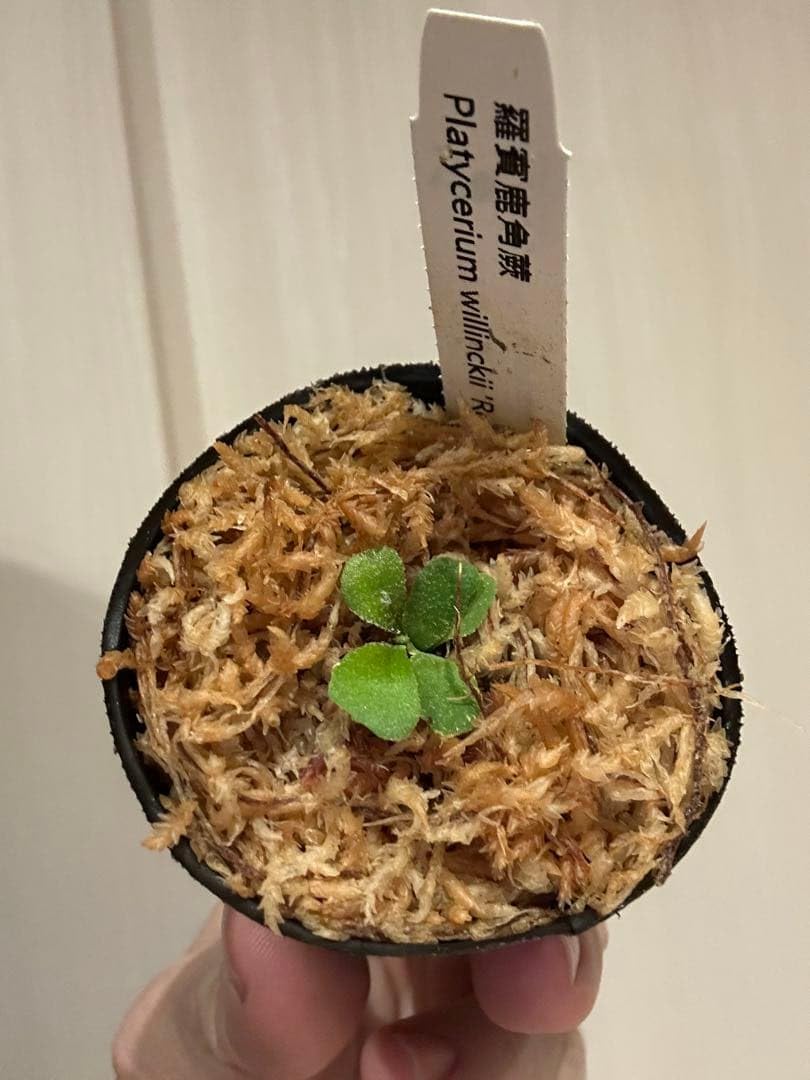 Amazon.co.jp: OMG NANO spore/robin(TC) ビカクシダ : おもちゃ