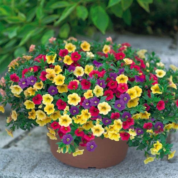LIVOX Flower Seeds Petunia Mixed Flower Seeds Perennial for Terrace Kitchen Gardening Balcony Hanging Flower Seeds Plants for Home (40 Seeds, Multicolor) (B09Z854X8F) Amazon Price History, Amazon Price Tracker