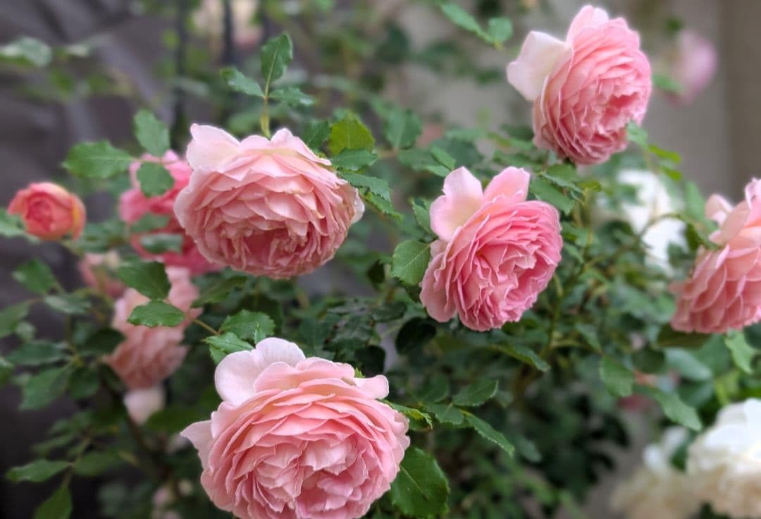 廃盤品種　薔薇　大苗【ジュビリーセレブレーション】 Amazon.co.jp: ジュビリーセレブレーション バラ苗 廃盤品種 ① : DIY