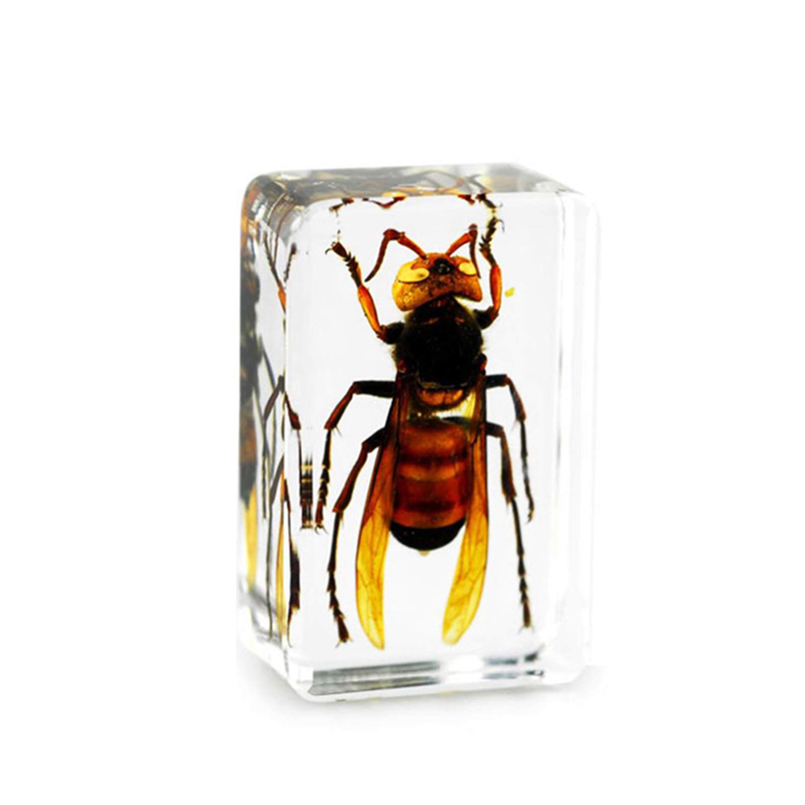 Amazon.co.jp: ミツバチ埋め込み標本モデル本物の樹脂昆虫標本樹脂工芸