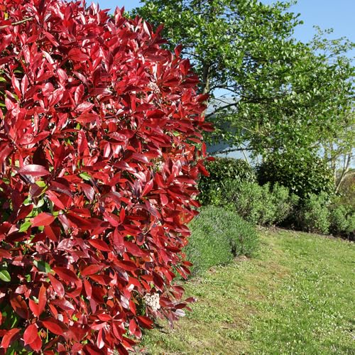 YouGarden 1 x Photinia Shrub Little Red Robin in a 2L Pot Evergreen Shrubs and Bushes for Gardens Perfect for Pots Bedding or Borders Compact Photinia Plant for Outdoor Gardens Garden Ready
