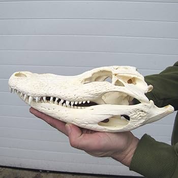 ワニ　頭骨 Amazon.co.jp: TG,LLC Treasure Gurus 10-11インチ 本物のワニの