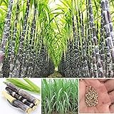 Aamish 40 piezas de semillas de plantas de caña de azúcar
