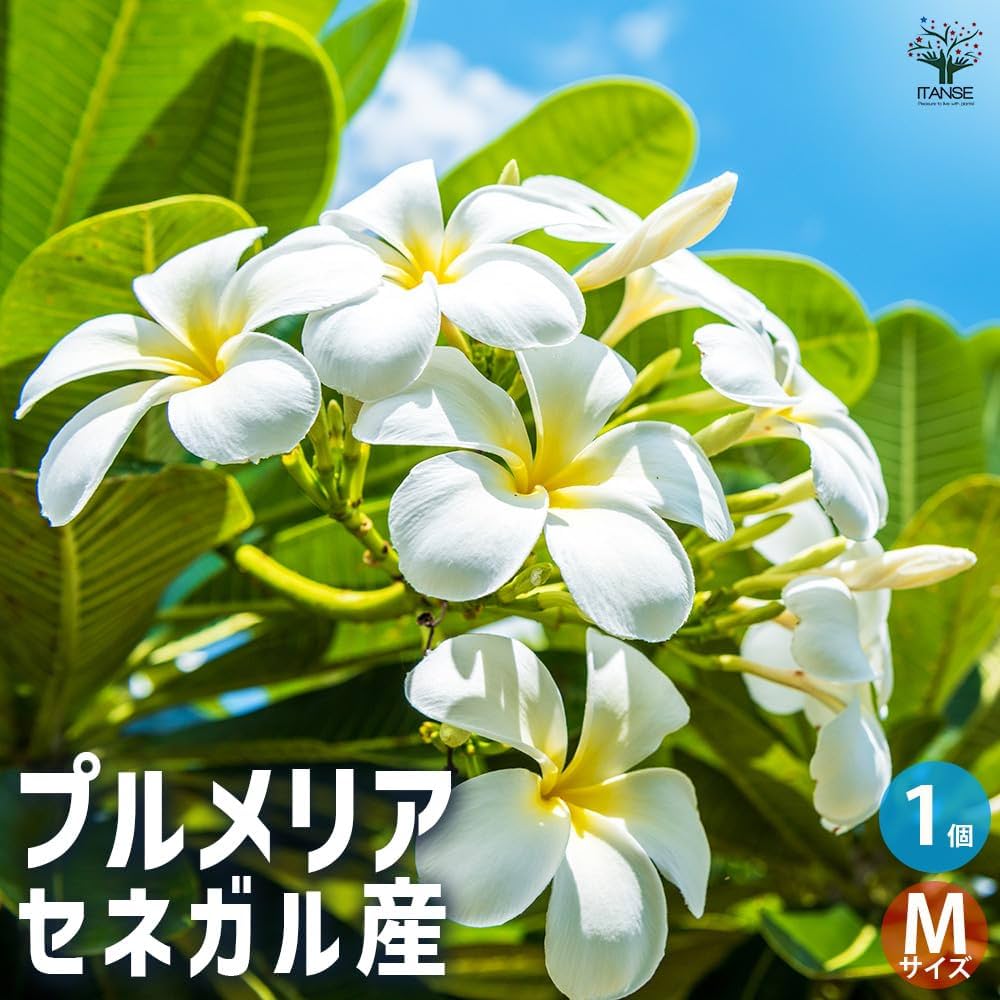 斑入り　プルメリア 斑入りプルメリア