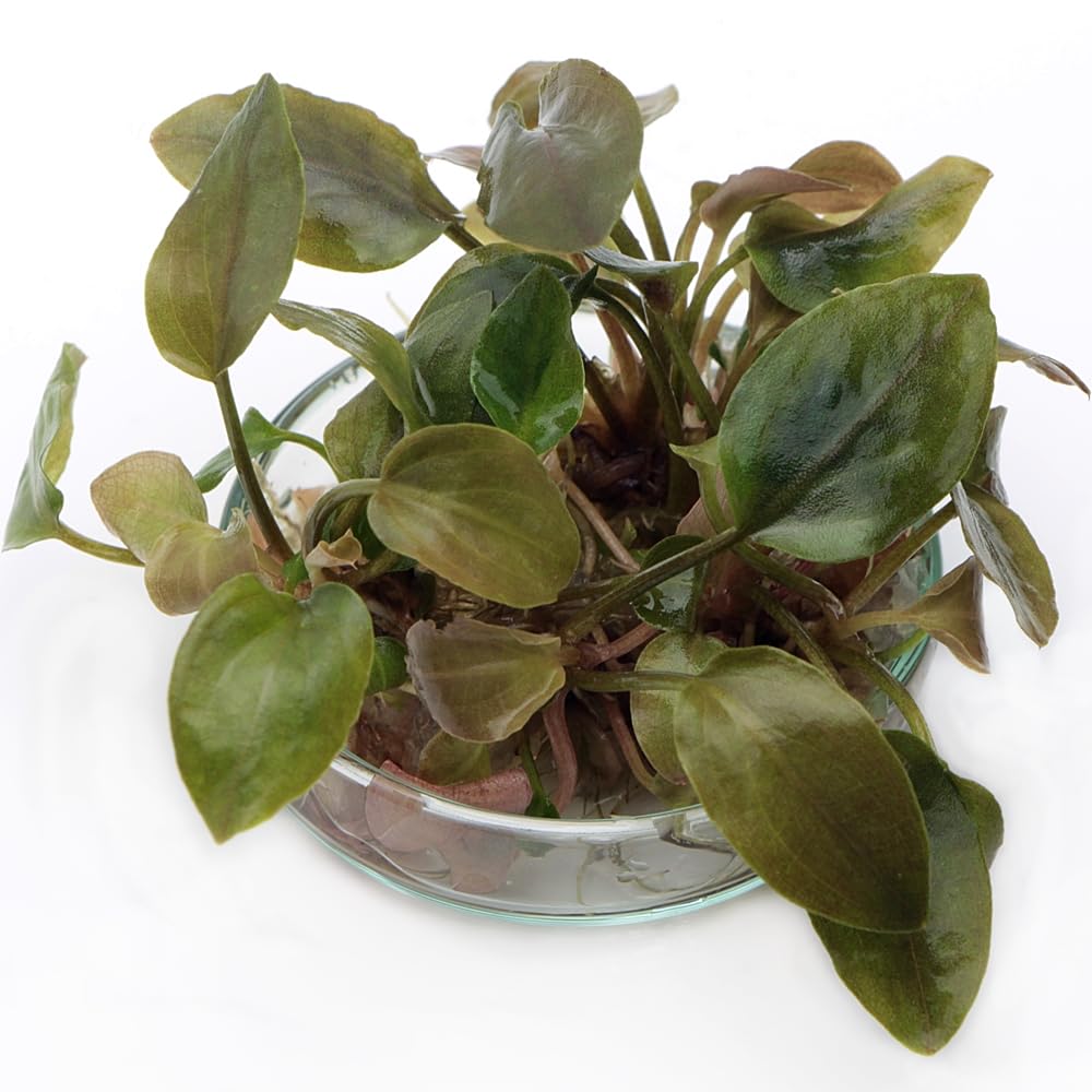 Lagenandra Meeboldii Red Tissue Culture in Vitro Live Aquarium Plants for Freshwater Tropical Tank K2aqua