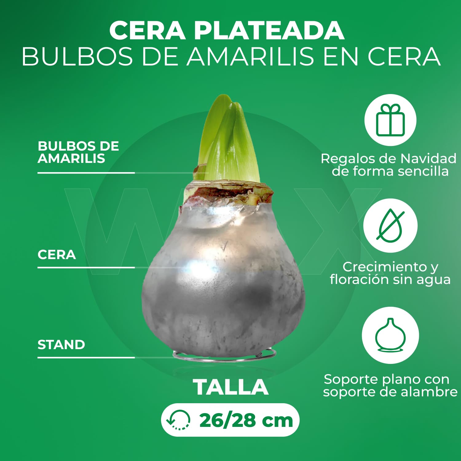 Colección de dos bulbos de amarilis recubiertos de cera Silver Wax