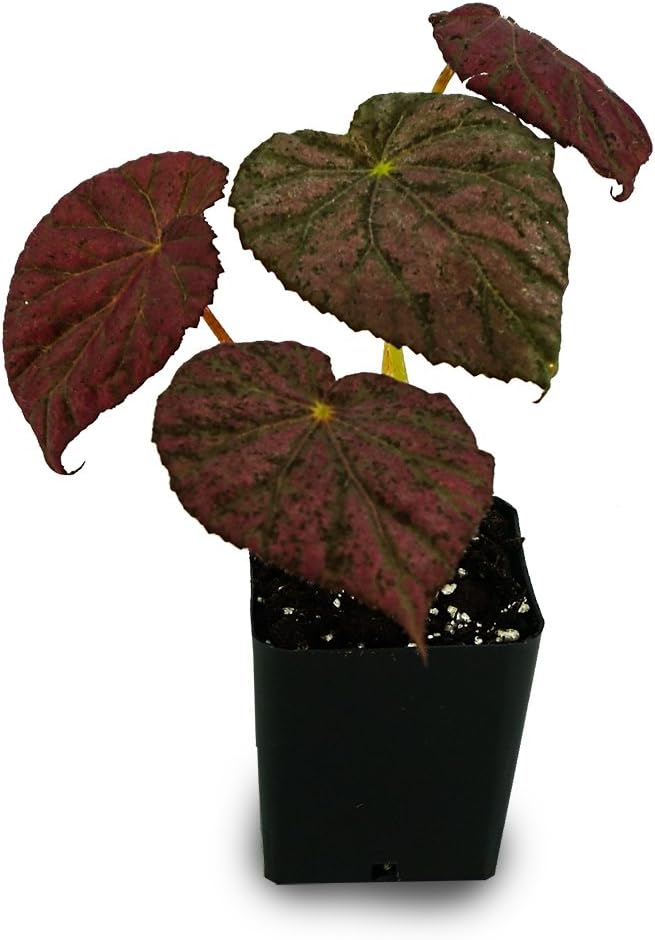 Begonia Harmony's 'Stormy Sunset' (formerly 'Passing Storm')