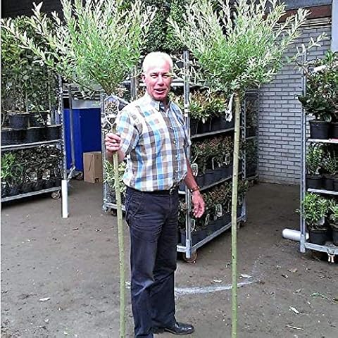 Salix Tree Hakuro Nishiki 180cm Tall Cover