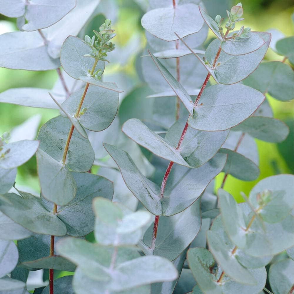 You Garden Eucalyptus Gunnii 'Baby Blue' in a 13cm Pot Eucalyptus