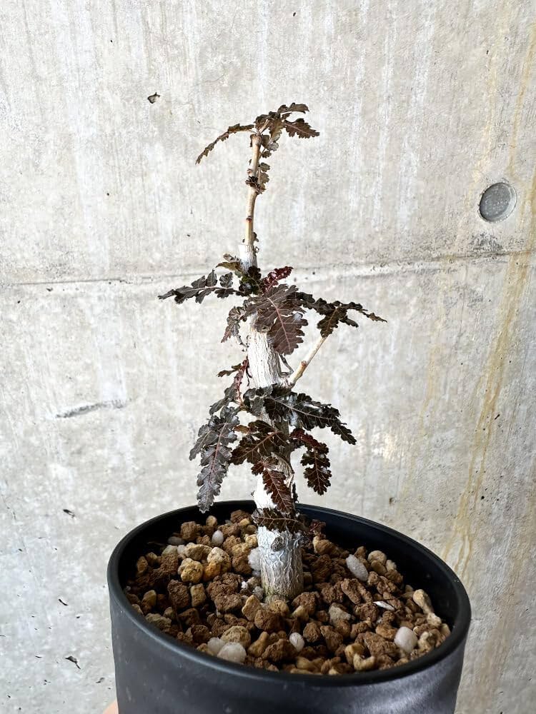 Amazon｜【現品限り】ボスウェリア【J67】 Boswellia nana x