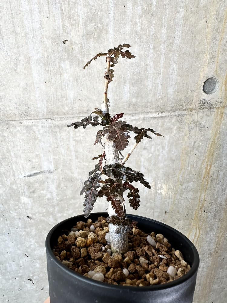 サマーセール！ 早い者勝ち！ 希少 実生 ボスウェリア ナナ 塊根 コーデックス plants240912j70-247x296.jpg