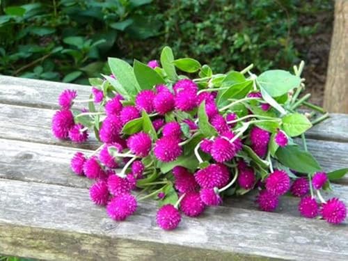 2000 Purple Globe Amaranth Seeds (Gomphrena) - Hoa Cúc Bách Nhật - Fast Growing, Edible Plant Aka. Gomphrena Globosa #TOP3
