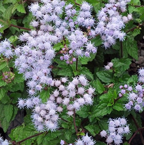 40 Seeds of Conoclinium coelestinum - Blue Mist Flower. Charming and Showy Blue/Violet Puff Like Flower Clusters!