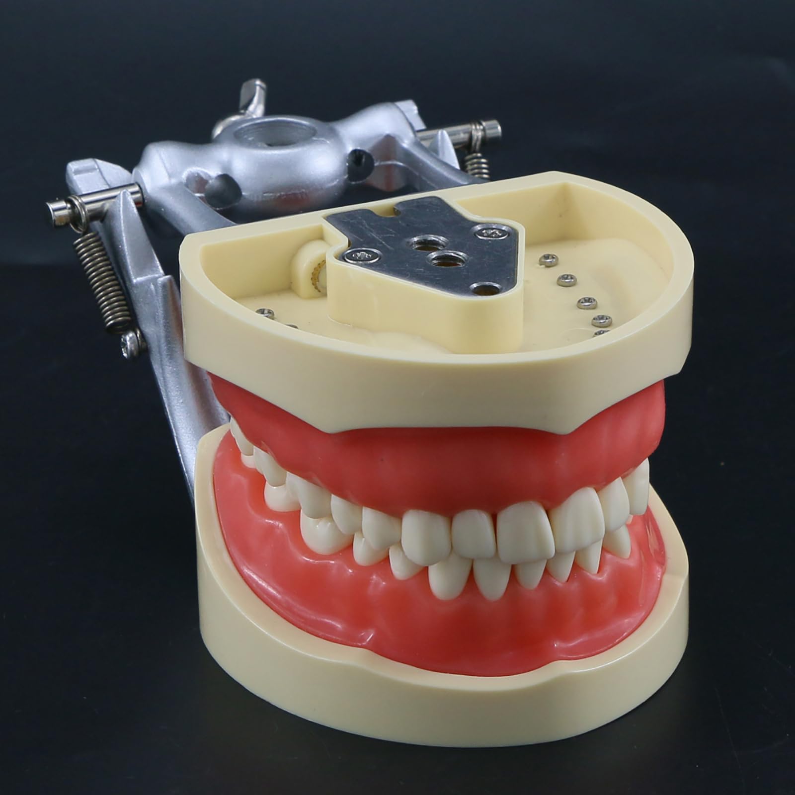 Modello di Insegnamento Orale, Modello di Preparazione del Dente Staccabile E Sostituibile a 32 Denti a Bocca Piena, Utilizzato per L'insegnamento Dentale E L'igiene Orale