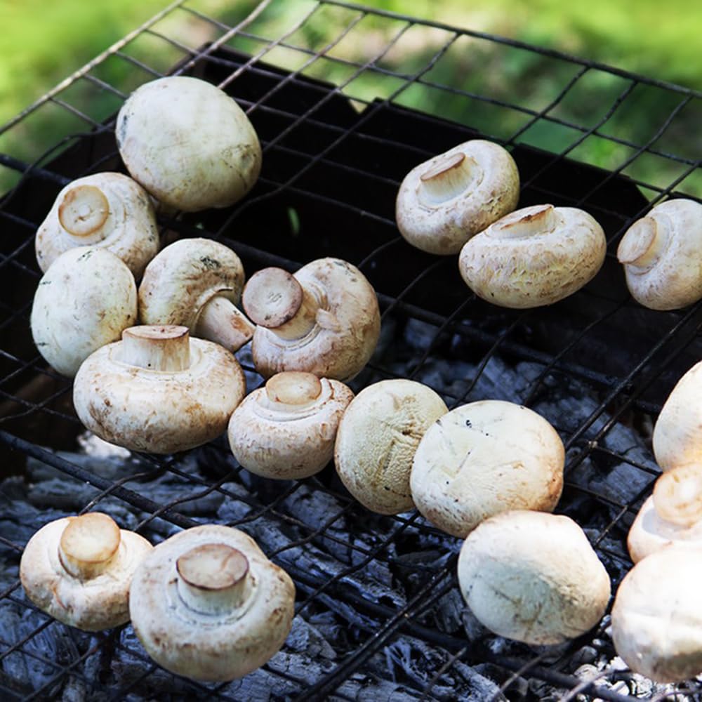 Produktbild von Button Mushroom - Champignons - Gemüsepflanzen, Hochbeet Pilzzucht