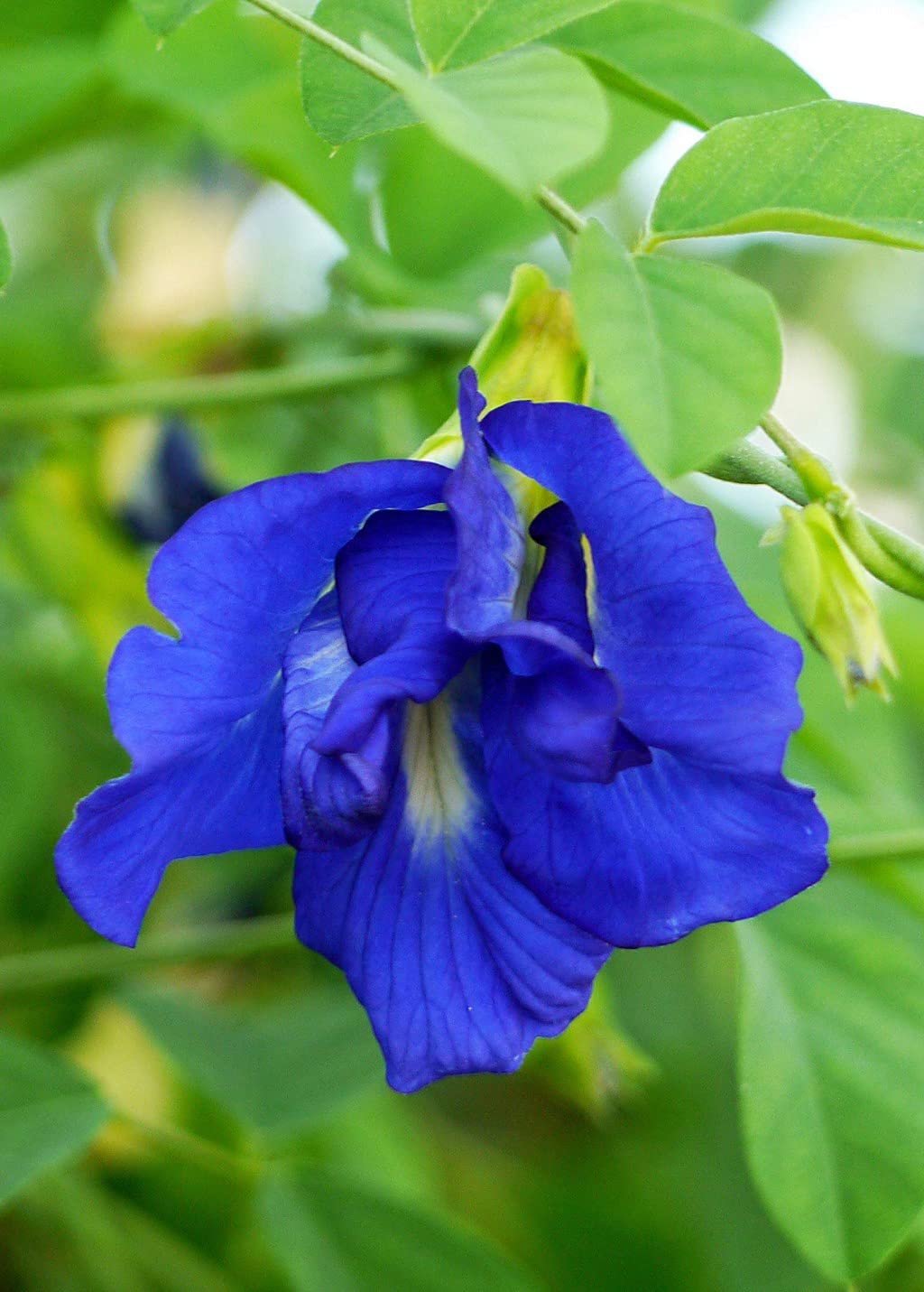 OhhSome Butterfly Pea Clitoria Ternatea Asian Pigeonwing Double Petal Blue Flower Herbal Live Plants Plant (Healthy Plant), Green Plant (B09HN5W3FW) Amazon Price History, Amazon Price Tracker