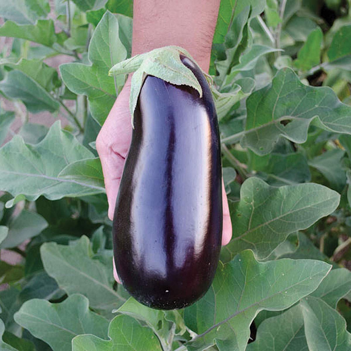 Golden Hills Farm Hybrid Long Eggplant (Baingan) 500+ seeds (B095SPR2N6) Amazon Price History, Amazon Price Tracker