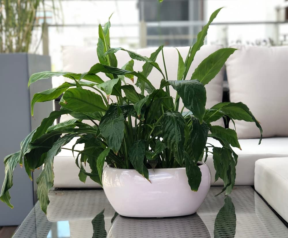 KOTARBAU® Pot de Fleurs en céramique pour Fleurs et Plantes Blanc