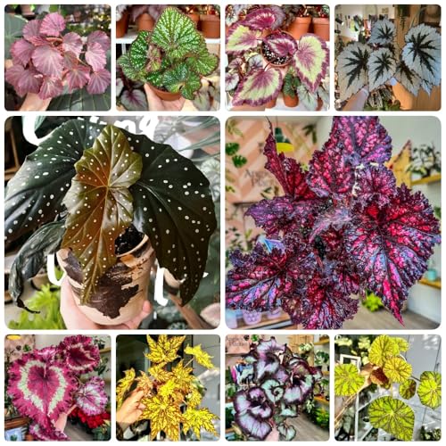 semillas de begonia, semillas de begonia, Las plantas del jardín de rocas son resistentes Begonia grandis, semillas de plantas plantas raras, plantas de otoño jardín de plantas, 300pcs