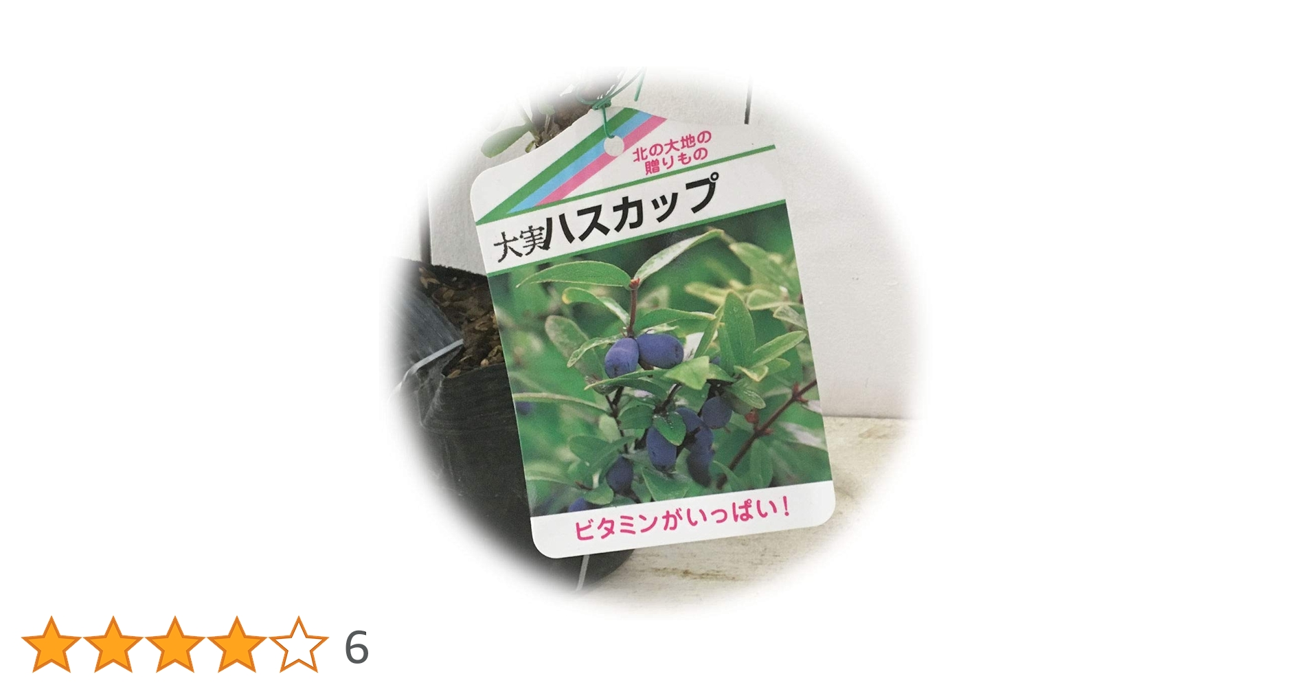 Amazon | ハスカップ 苗木 優良系ハスカップ 12cmポット苗