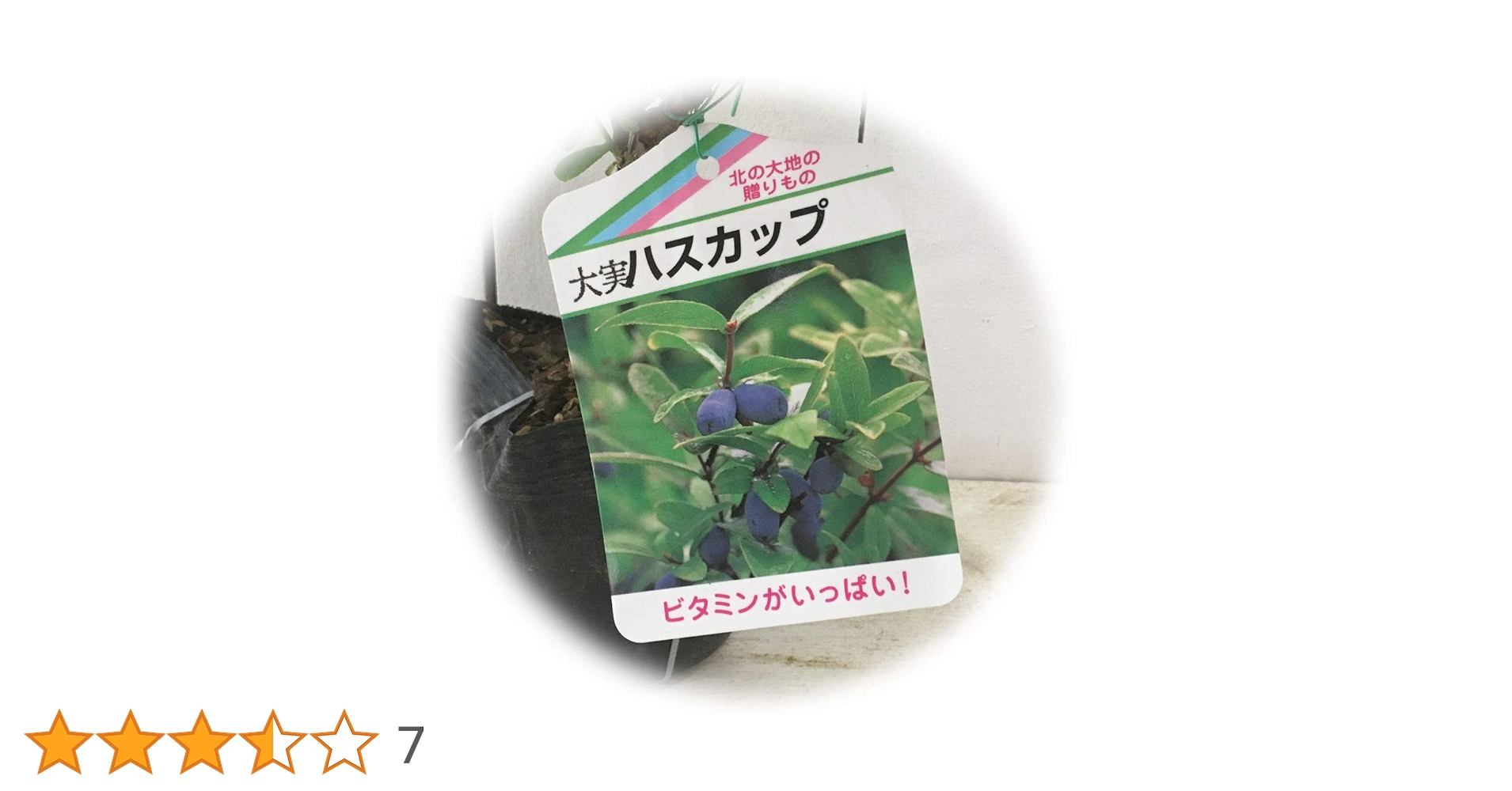 Amazon | ハスカップ 苗木 優良系ハスカップ 12cmポット苗 ハスカップ