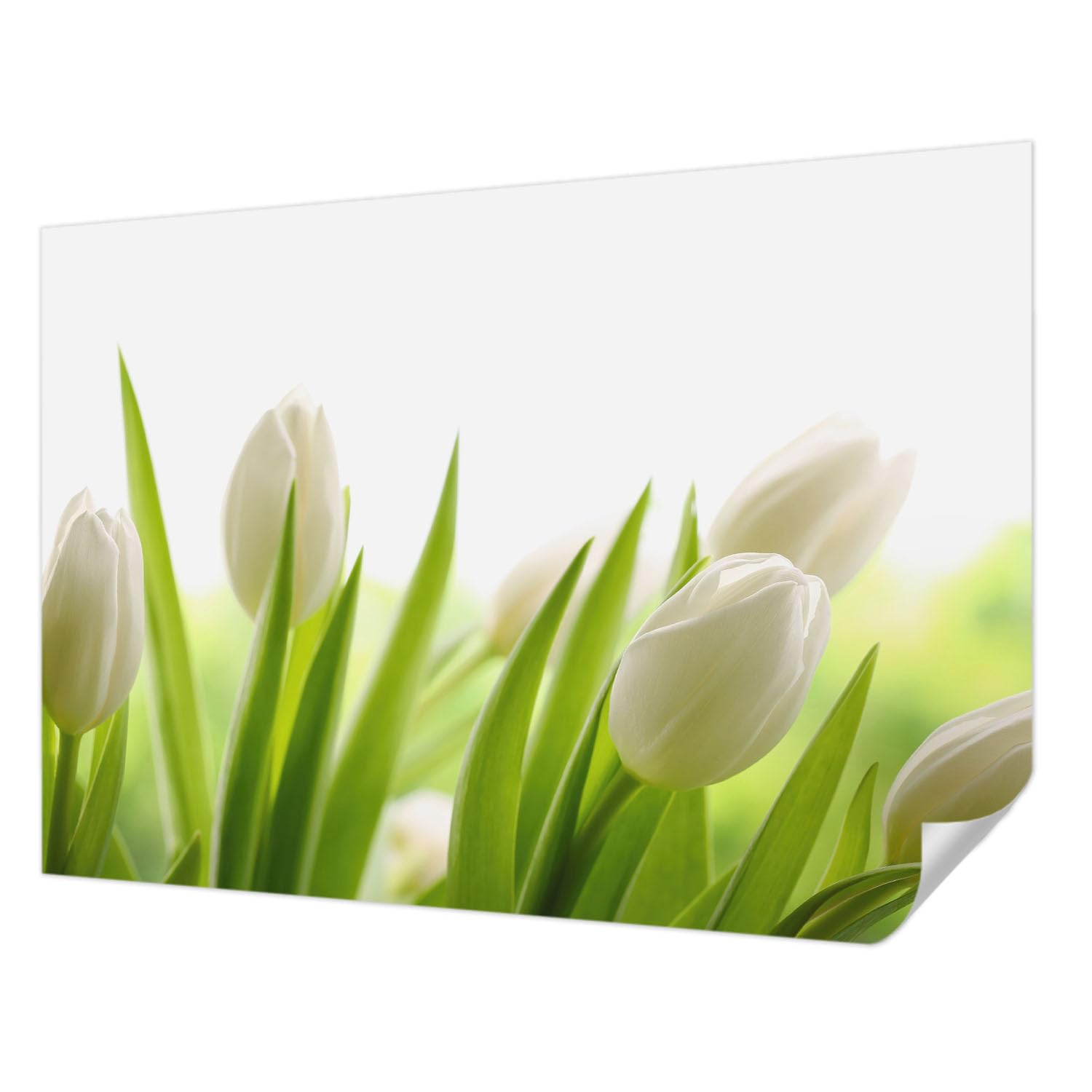 Papier Peint Autocollant Tulipes Blanches 312x219 cm pour Salon