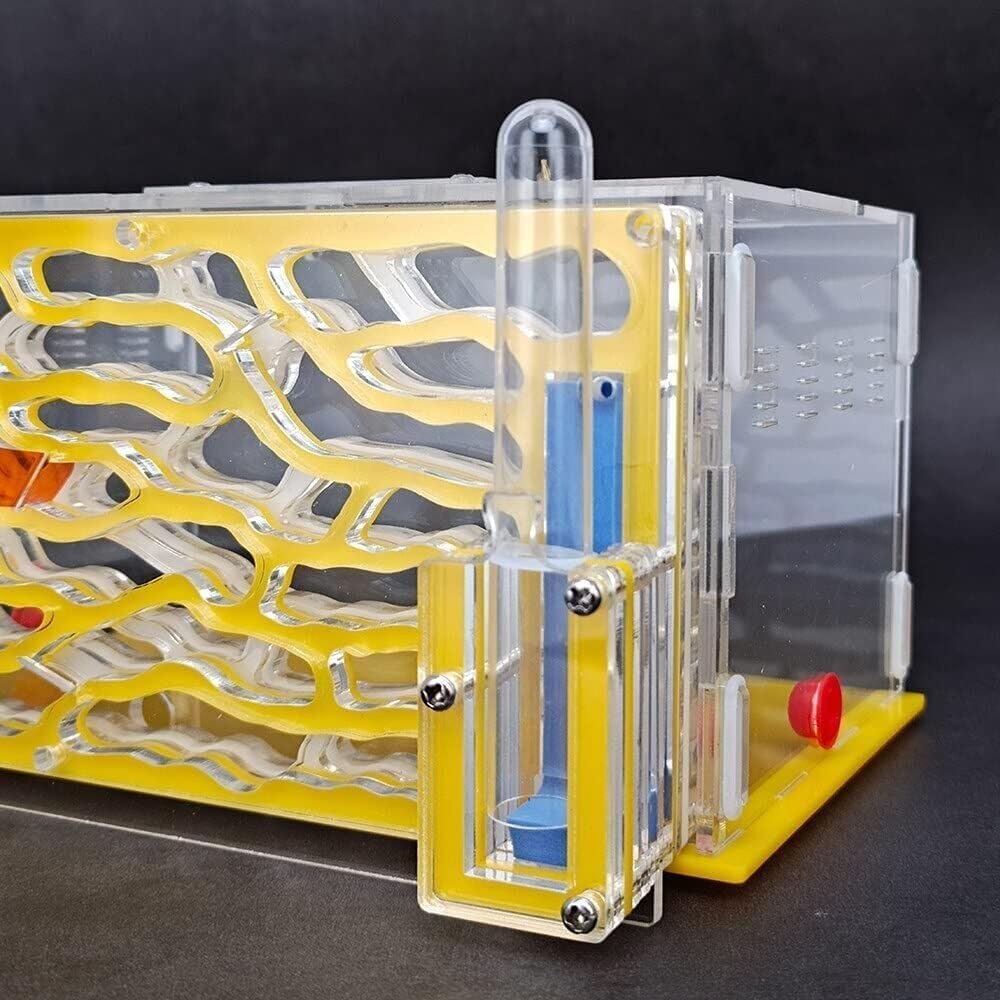 Ant Farm Ant Farm Castle Nest Scientific Observation Interested in Feeding Habitat(A)
