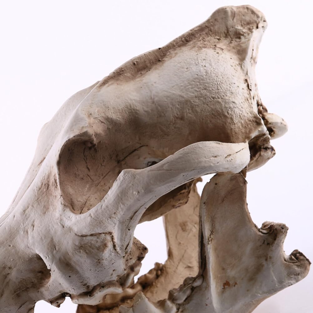 Animaux Animaux Tête de Loup Tête de Loup Squelette Squelette Résine Sculpture Animal Crâne Sculpture pour Enseignement Accessoire Décoration Maison Bureau Reptile Décor Reptile