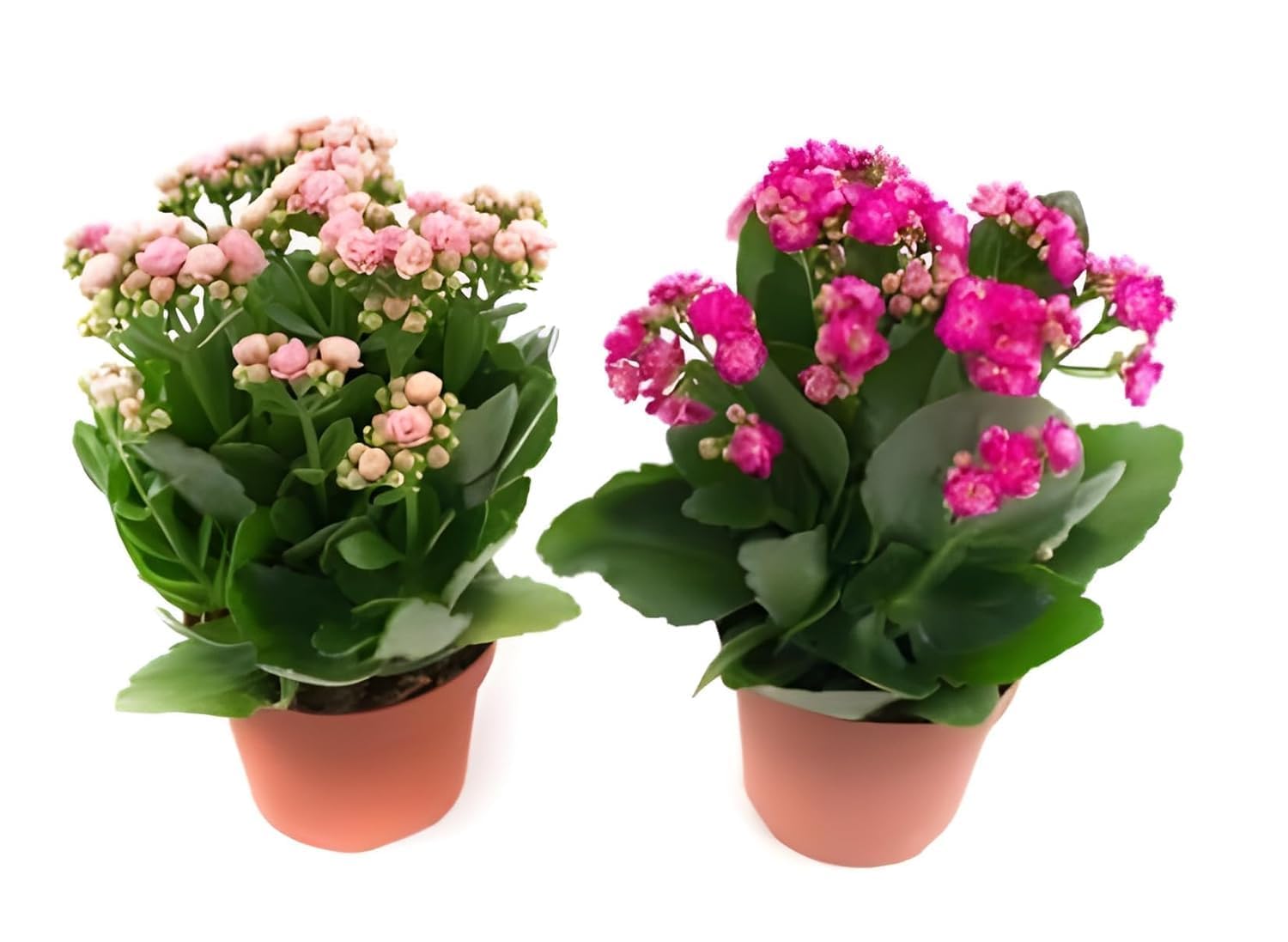 Greenursery Combo Live 2 Healthy Kalanchoe Grafted Double Petal Flower Indoor Plant Fresh Variety for Office and Garden with Pot (Magenta & Orange) (B0D3BCGZCT) Amazon Price History, Amazon Price Tracker