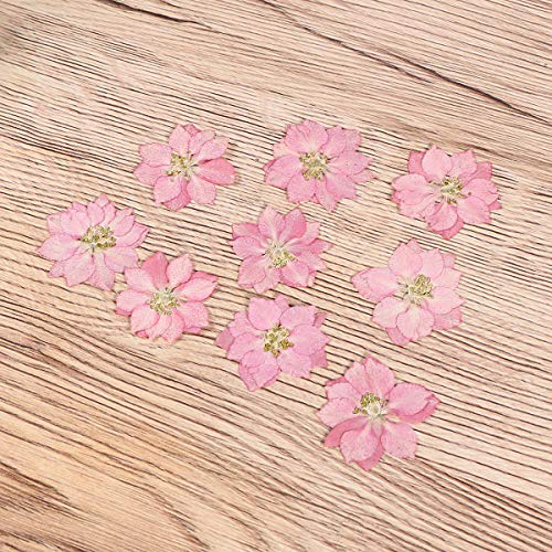 20 piezas de flores secas para decoración artesanal miniatura 5