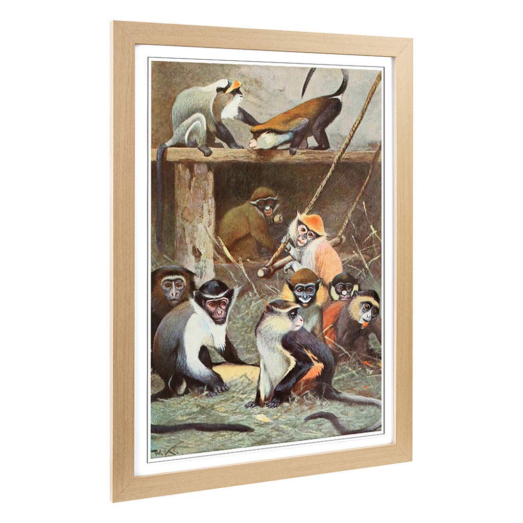 Big Box Art Framed Print of Vintage W Kuhnert Guenon Monkey Design | Wall Art Picture | Home Decor for Kitchen, Living Room, Bedroom, Hallway, Oak, A2 / 24.5x18 Inch / 62x45cm
