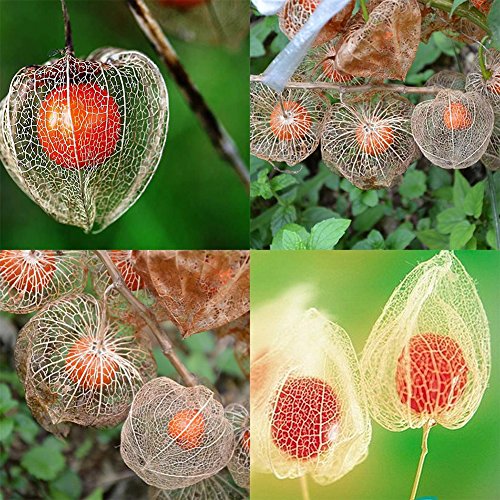 Whiie891203 Garden Seeds,50Pcs Physalis Peruviana Cape Gooseyberry Husk Tomato Winter Cherry Plant Seeds - Physalis Peruviana Seeds