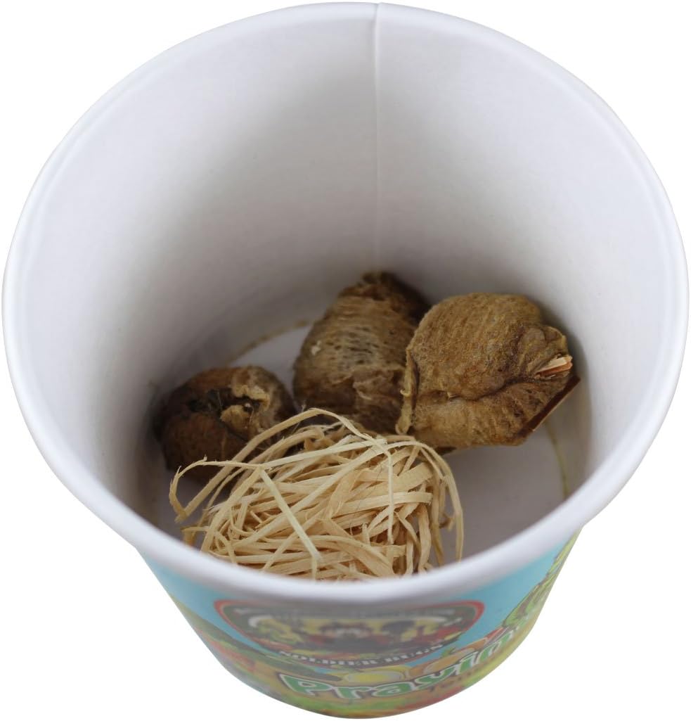 Praying Mantis Egg Case with Hatching Habitat Cup - 3 Praying Mantids Egg Cases