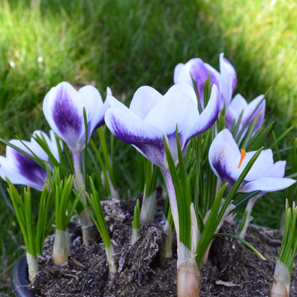 Blumenzwiebeln Krokuszwiebeln Crocus Botanische chrysanthus Ladykiller (50 Zwiebeln)