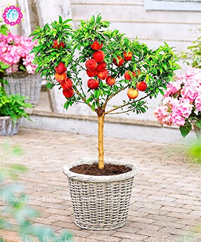 2ST Echt sen Pfirsich Samen Bonsai-Obstbaum-Samen Zwerg Bonanza Pfirsiche  Gesunde Bio-Fruchtsamen fr Hausgarten-Anlagen : Amazon.de: Garten