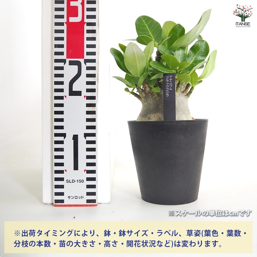 Amazon｜ITANSE アデニウム ブラック ゴジラ 4号 1個売り 観葉