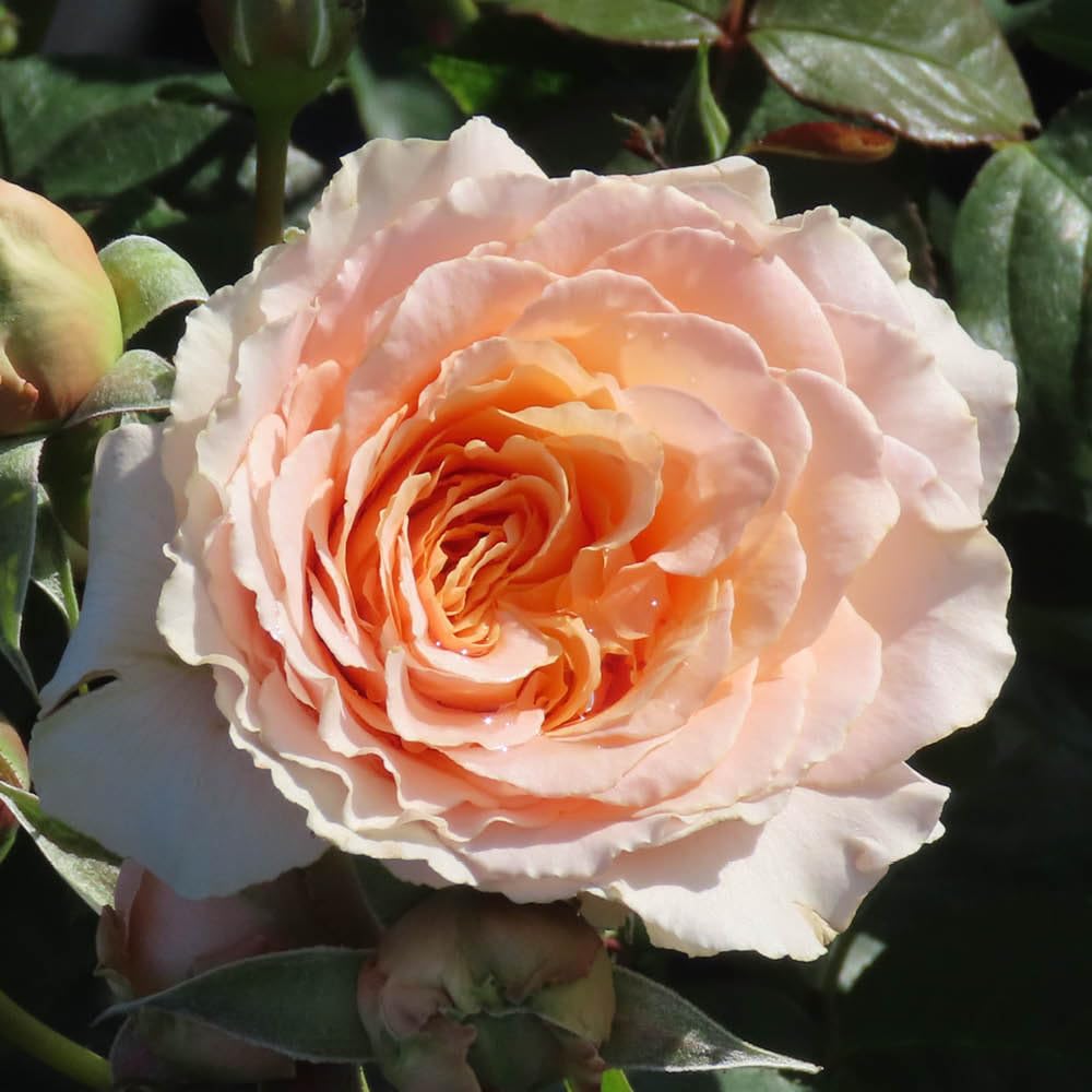 Yougarden Harkness Roses Claire's RoseGift Wrapped Established Plant In 4 Litre PotReady To Plant Floribunda Bush RoseFor Summer To from B&Q