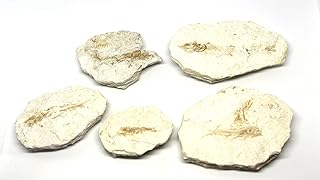 Lanternfish Fossil Lampanyctus Miocene 10 MYO California #16654 6o