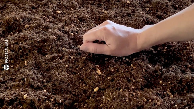 Amazon | プロトリーフ 観葉植物の土14L | 草刈機・刈払機