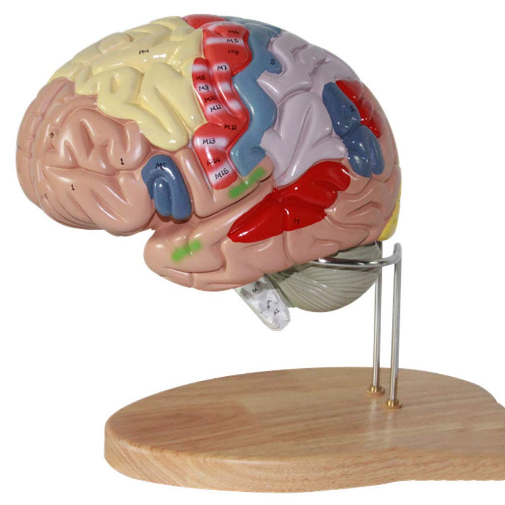 BZZBZZ Human Brain Anatomical Model, Painted Brain Function Partition Structure Model, 2 Times Life Size 4 Parts, 10.63 10.63 7.09 Inches