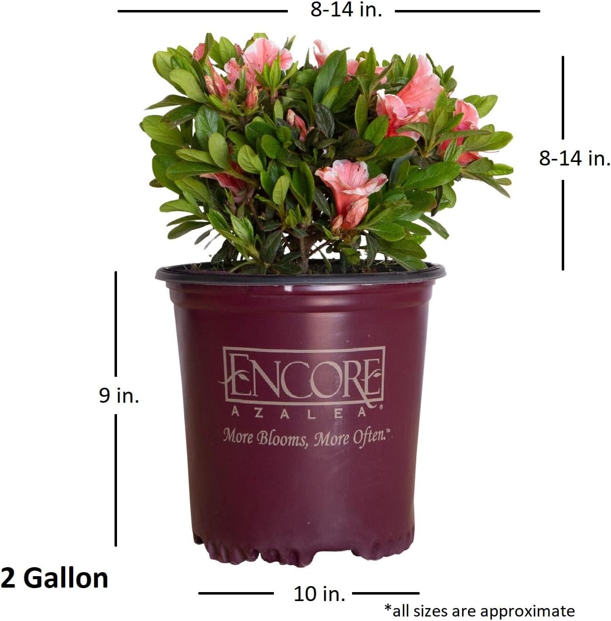 Encore Azalea Autumn Sunburst (2 Gallon) Coral Pink and White Flowering Plants - Full Sun Live Outdoor Plant Evergreen Rhododendron